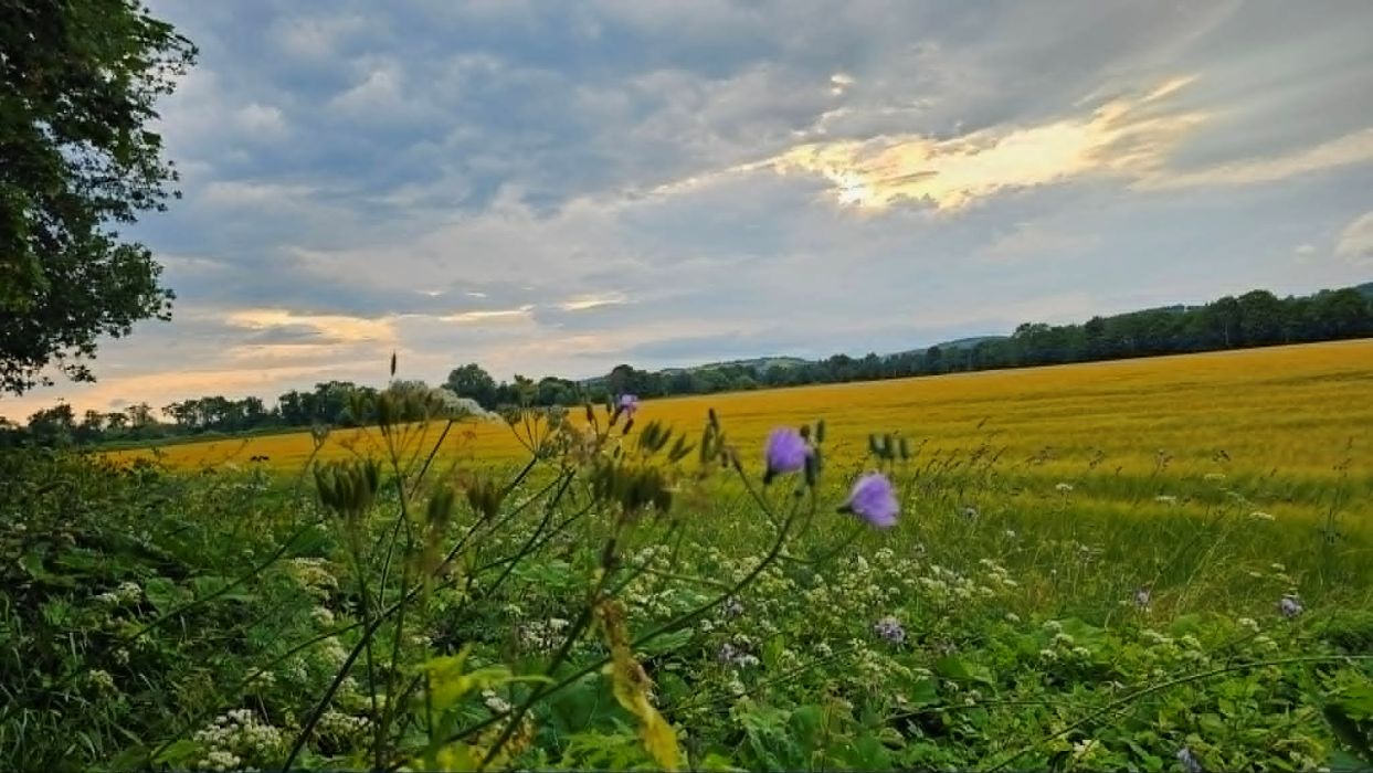 Field next to path to river Ericht