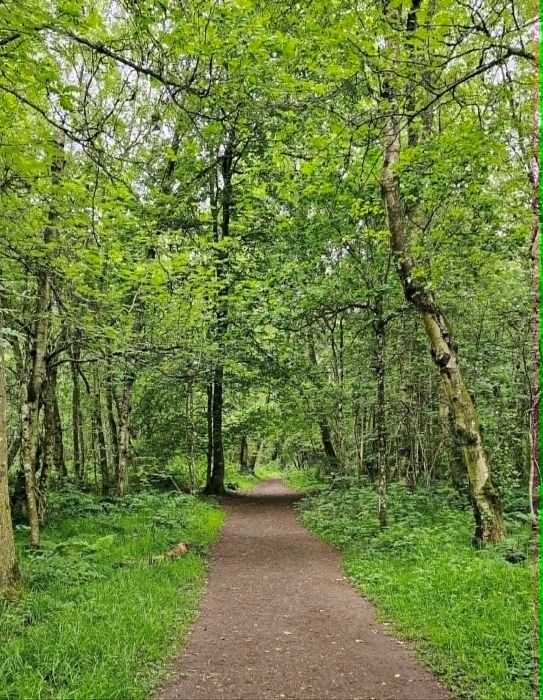 Continue along the path through the trees